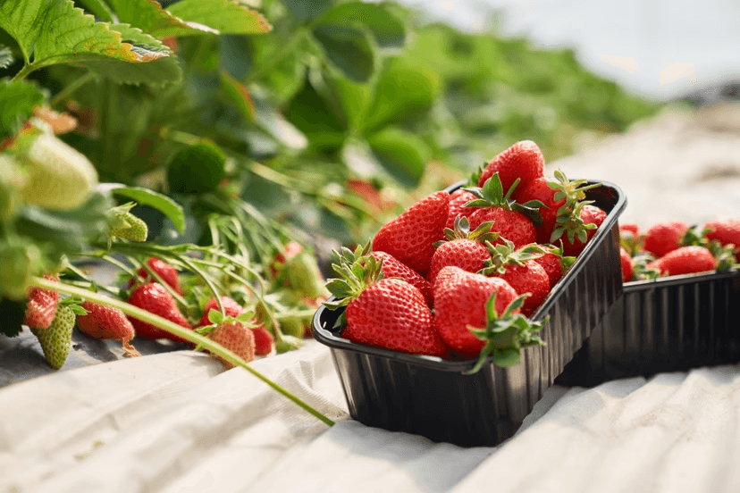 Strawberry Cultivation photo